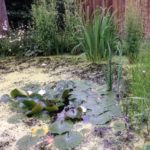 Photo of lily pads in a pond