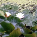 Photo of lily pads in a pond