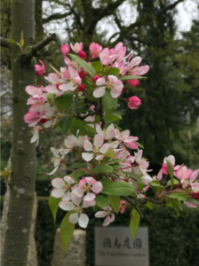 Pink and white flowers