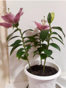 House plant