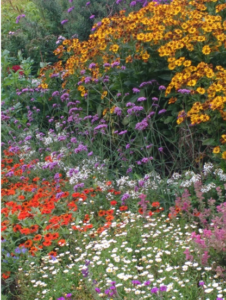 Red, orange and purple flowers
