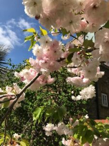 Pink flowers