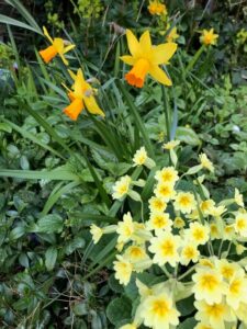 Yellow Flowers