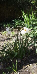 a photo of flowers