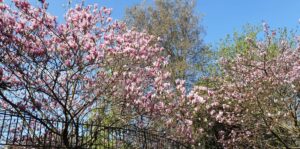 a photo of pink flower blossoms on a tree
