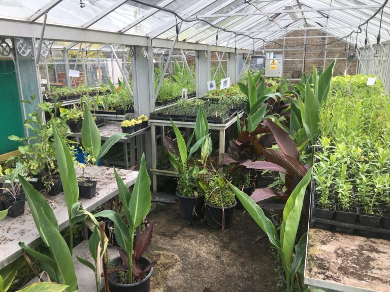 Plants in a greenhouse